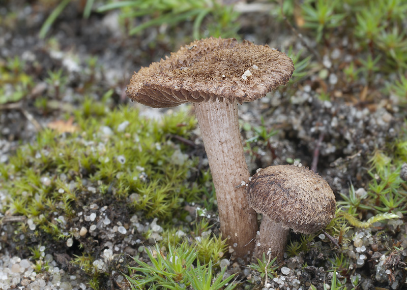 Inocybe stenospora